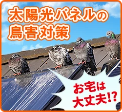 太陽光パネルの鳥害対策