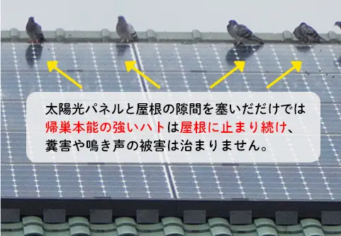 太陽光パネルと屋根の隙間を塞いだだけでは帰巣本能の強いハトは屋根に止まり続け、糞害や鳴き声の被害は治まりません。