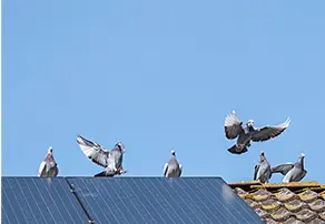 太陽光パネルに住みつくハト